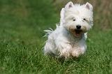 WESTIE 289